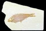 Bargain, Fossil Fish (Knightia) - Wyoming #176331-1